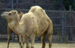 Green Crown Agricultural & Veterinary Service Est.